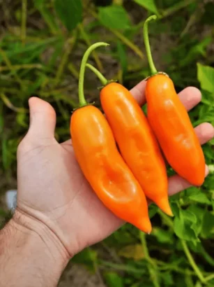 aji amarillo peruano